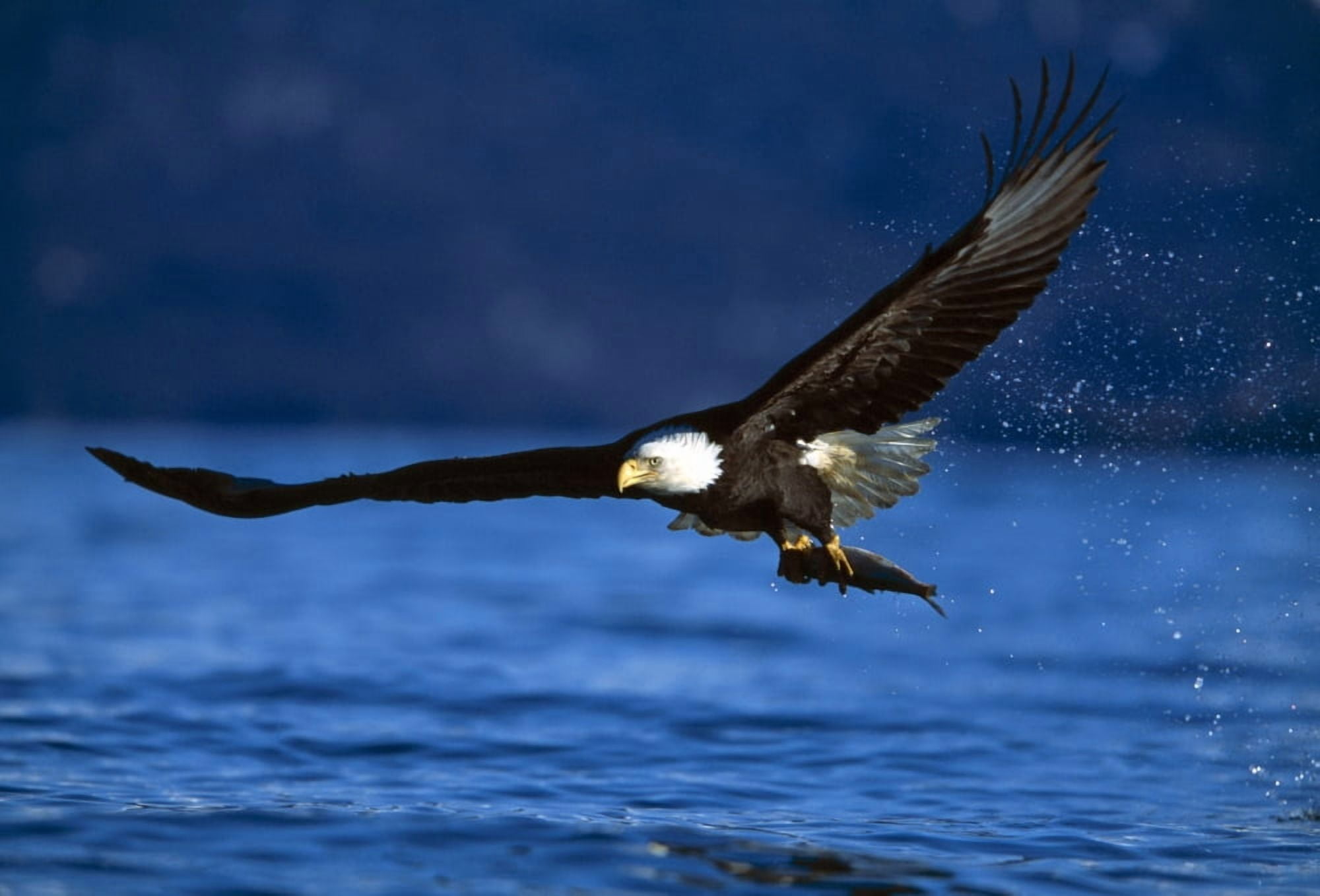 Bald Eagle (Haliaeetus Leucocephalus) Clutching Fish Canvas Art - Natural Selection David Ponton Design Pics (36 x 24)
