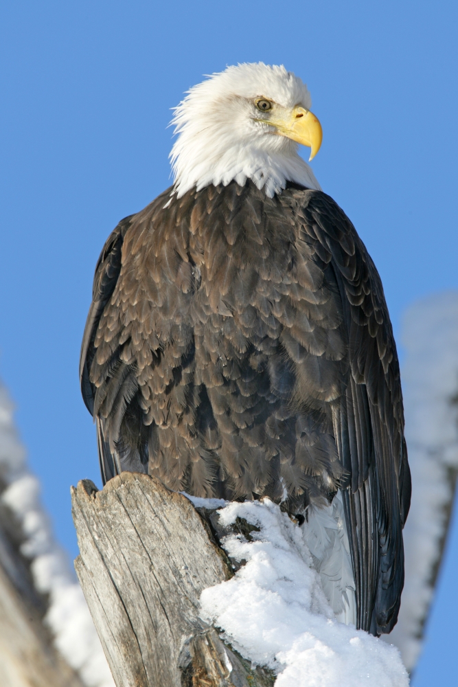 Bald Eagle (Haliaeetus Leucocephalus) In Winter Canvas Art - Robert Postma Design Pics (12 x 17)