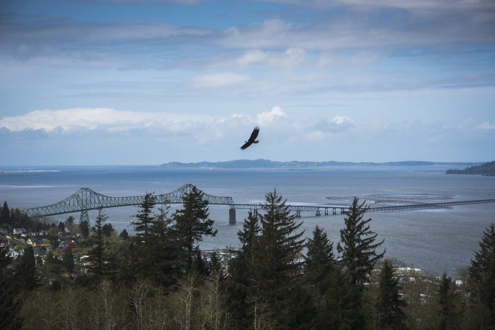 A Bald Eagle (Haliaeetus leucocephalus) soars over the trees above the town of Astoria Astoria Oregon United States of America Canvas Art - Robert L Potts Design Pics (19 x 12)