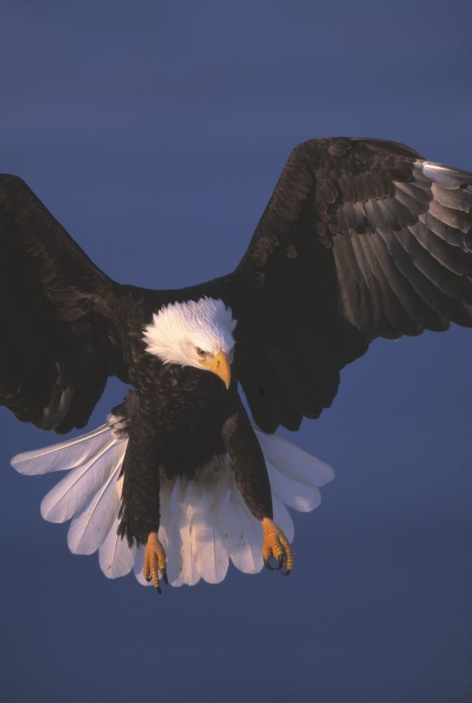 Bald Eagle Hovering In The Air Canvas Art - Natural Selection David Ponton Design Pics (22 x 34)
