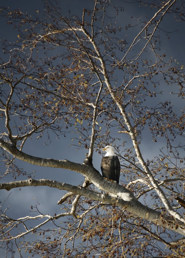 Bald Eagle In A Tree Canvas Art - Con Tanasiuk Design Pics (22 x 32)
