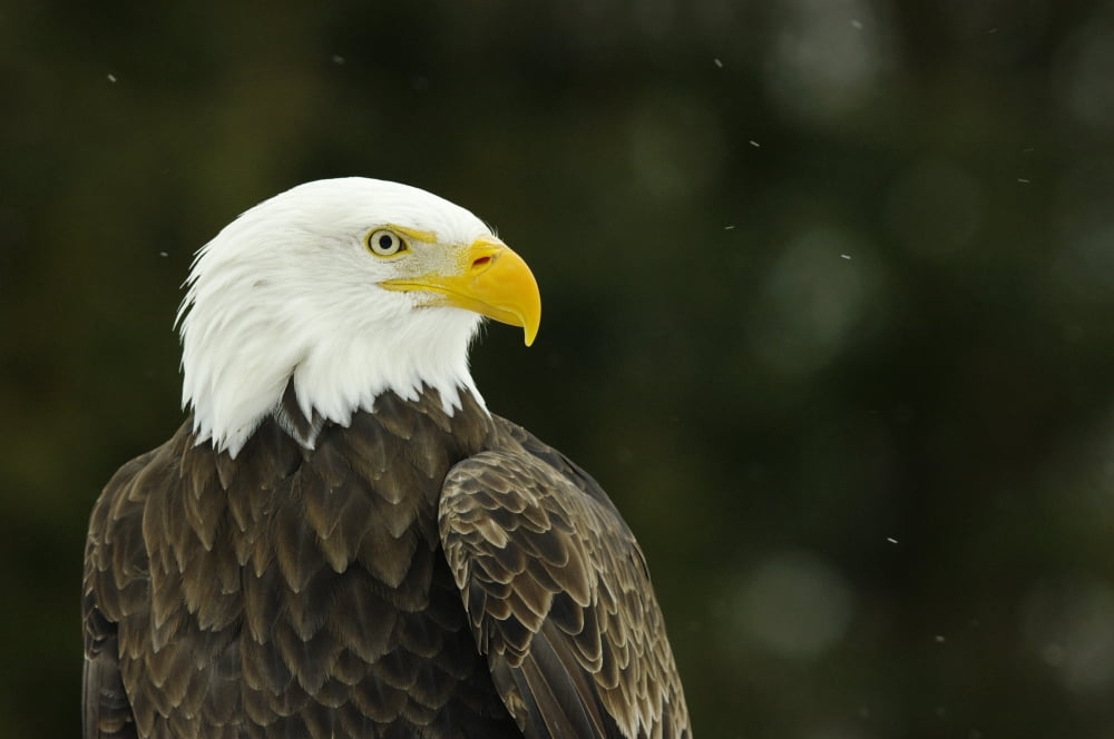 Bald Eagle In Ecomuseum Zoo Ste-Anne-De-Bellevue Quebec Canada Canvas Art - Steeve Marcoux Design Pics (17 x 11)