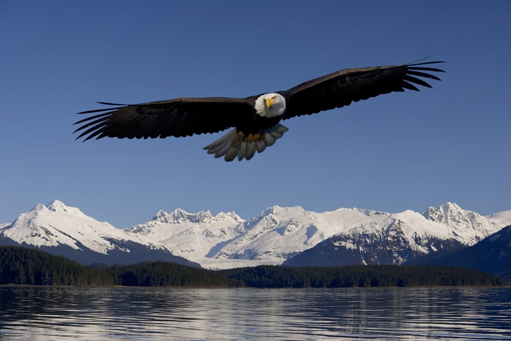 Bald Eagle In Flight Inside Passage Tongass National Forest Se Alaska Spring Composite Canvas Art - John Hyde Design Pics (34 x 22)