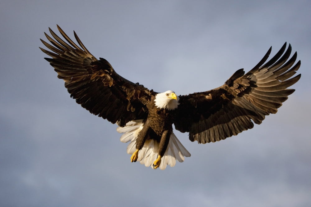 Bald Eagle In Flight Over Homer Spit Kenai Peninsula Alaska Canvas Art - Kent Fredriksson Design Pics (38 x 24)