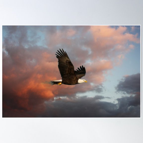 Bald Eagle In Flight Poster Wall Art, Modern Wall Decor For Living Room Bedroom, 12x18 UNFRAMED