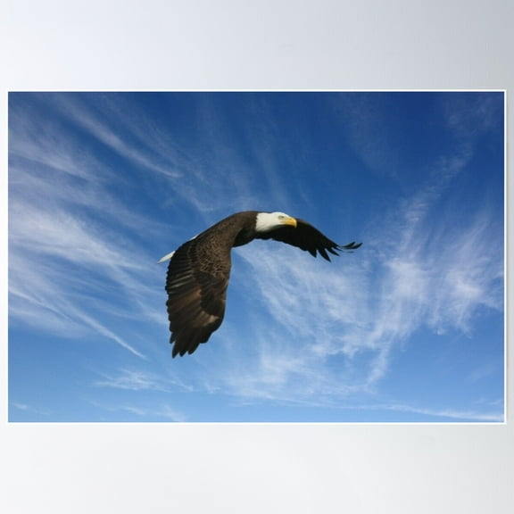 Bald Eagle In Flight Poster Wall Art, Modern Wall Decor For Living Room Bedroom, 12x18 UNFRAMED