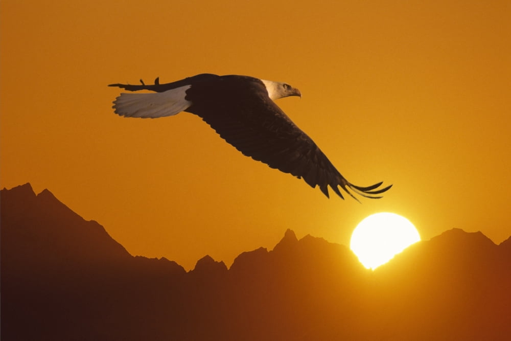 Bald Eagle In Flight Sunset Over Mtn Composite Canvas Art - John Warden Design Pics (17 x 11)