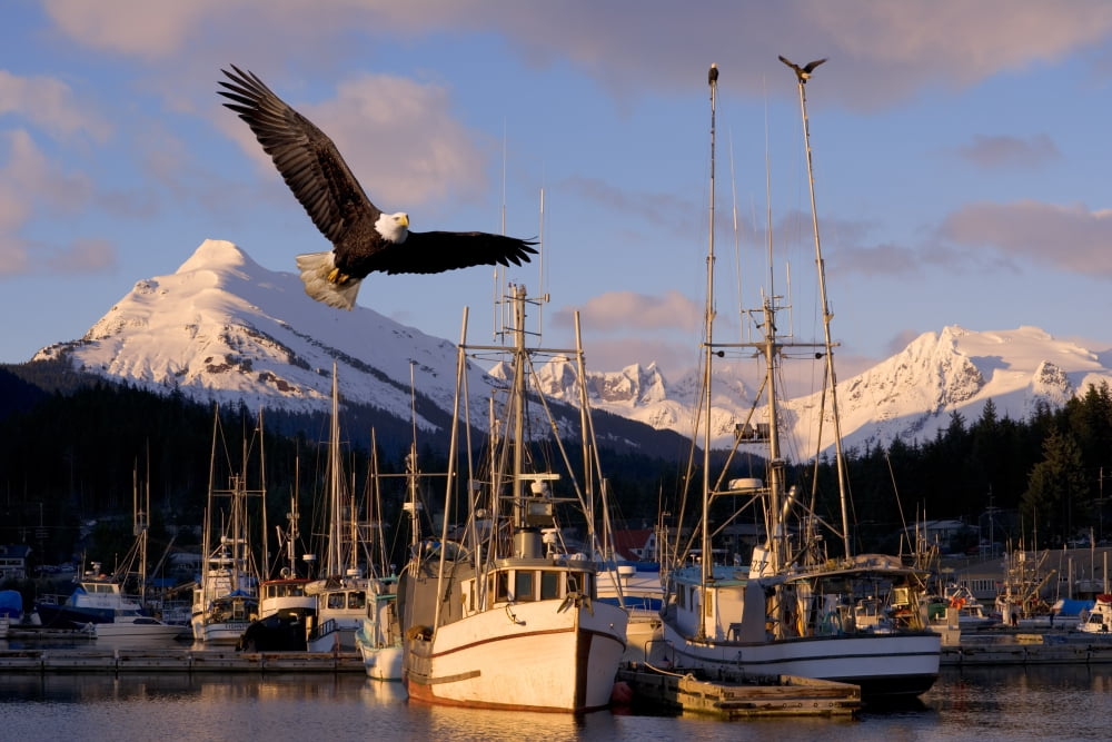 Bald Eagle In Flight Through Auke Bay Boat Harbor Juneau Alaska Composite Canvas Art - John Hyde Design Pics (34 x 22)