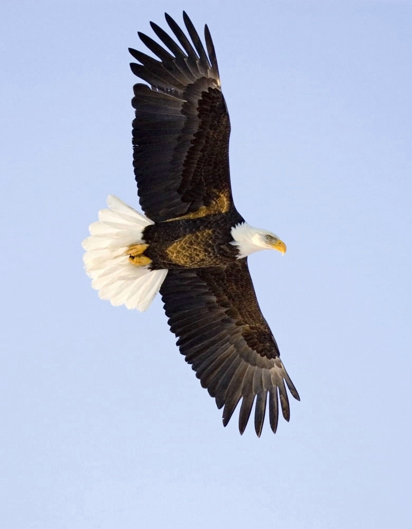 Bald Eagle In Mid-Air Flight Over Homer Spit Kenai Peninsula Alaska Winter Canvas Art - Don Pitcher Design Pics (13 x 17)