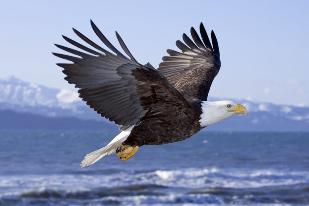 Bald Eagle In Mid-Air Flight Over Homer Spit Kenai Peninsula Alaska Winter Kachemak Bay Canvas Art - Don Pitcher Design Pics (17 x 11)