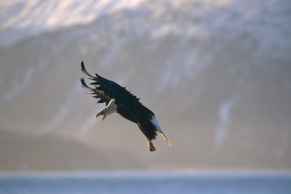 Bald Eagle Landing Kenai Peninsula Ak Canvas Art - Gary Schultz  Design Pics (17 x 11)