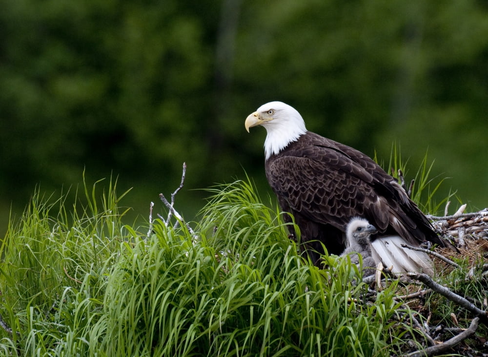 Bald Eagle Nesting With Her Chick Kukak Bay Katmai National Park Southwest Alaska Summer Canvas Art - Cathy Hart Design Pics (17 x 12)