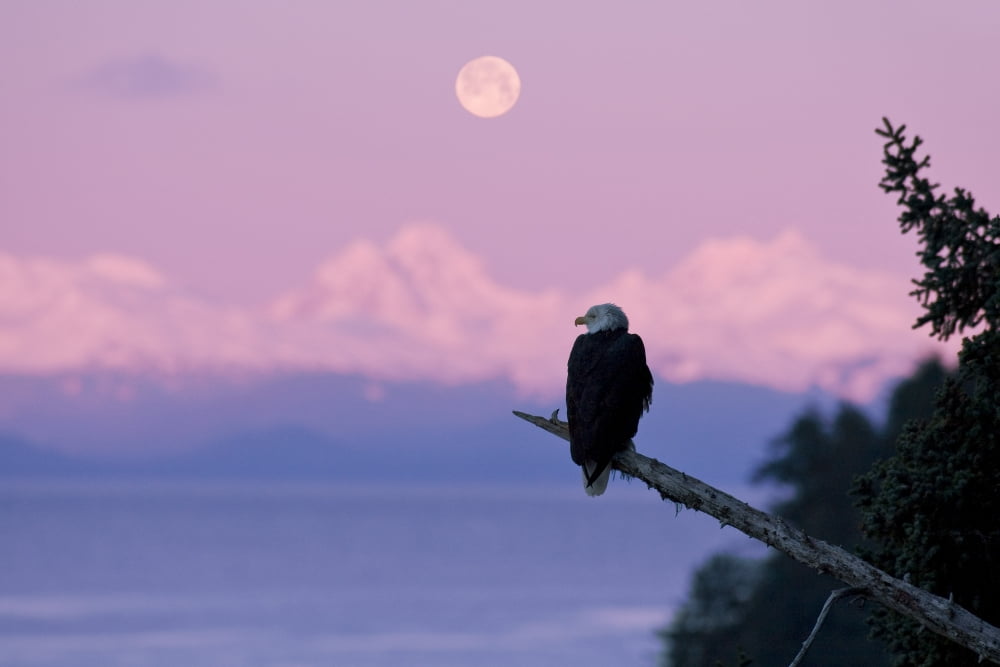 A Bald Eagle Perched On A Branch With The Moon Set At Sunrise In The Background Tongass Forest Alaska Composite Canvas Art - John Hyde Design Pics (36 x 24)