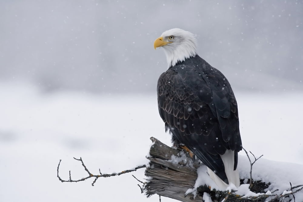 Bald Eagle Perched On Log During Snow Storm Chilkat River Near Haines Alaska Southeast Winter Canvas Art - John Hyde Design Pics (19 x 12)