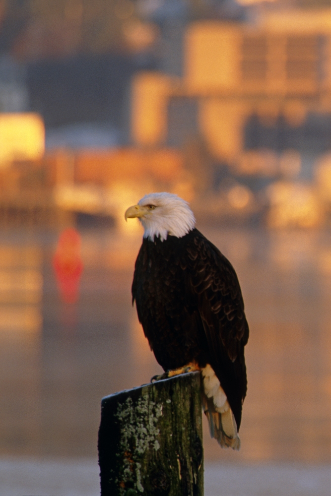 Bald Eagle Perched On Piling Across From Downtown Juneau In Evening Se Alaska Canvas Art - Peter Barrett Design Pics (22 x 34)