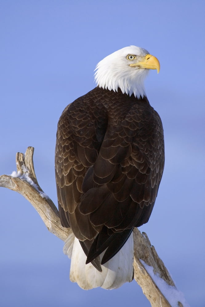 Bald Eagle Perched On Tree Branch Homer Spit Kenai Peninsula Alaska Winter Canvas Art - Don Pitcher Design Pics (12 x 19)