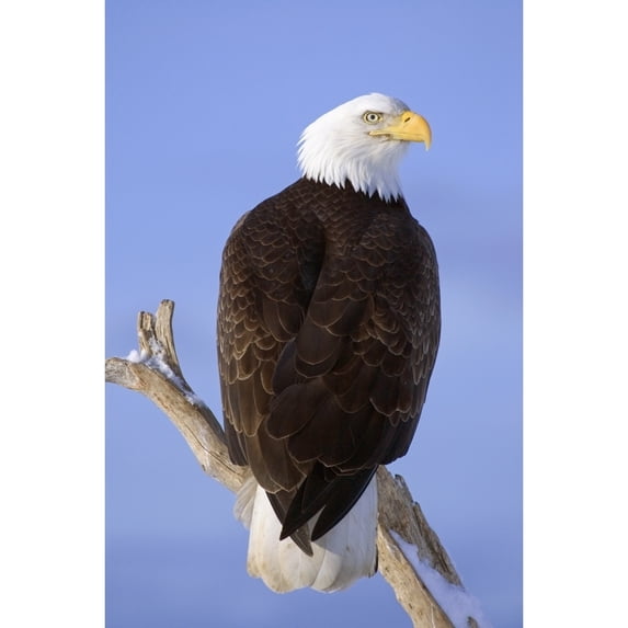 Bald Eagle Perched On Tree Branch Homer Spit Kenai Peninsula Alaska Winter Poster Print