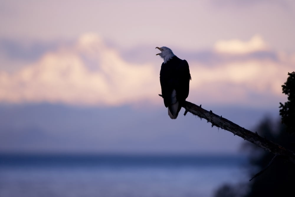 Bald Eagle Perched On Tree Branch Vocalizing Sunrise WChilkat Mtns Background Southeast Alaska Winter Canvas Art - John Hyde Design Pics (34 x 22)