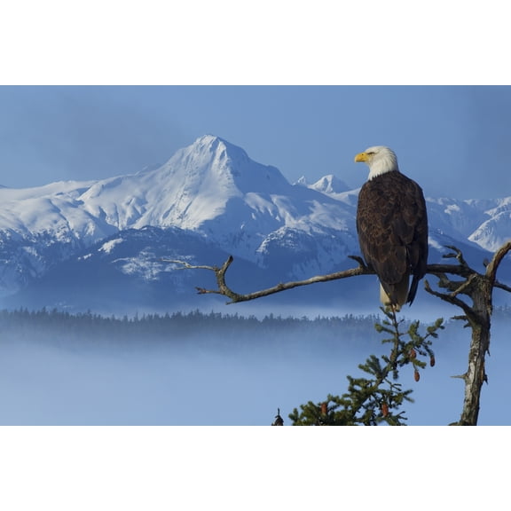 Bald Eagle Perched On Spruce Branch Overlooking The Chilkat Mountains And Fog Filled Tongass National Forest Southeast Alaska Winter Composite Canvas Art - John Hyde Design Pics (17 x 11)