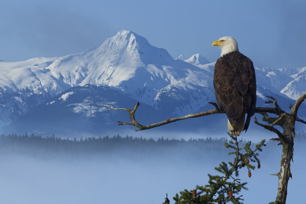 Bald Eagle Perched On Spruce Branch Overlooking The Chilkat Mountains And Fog Filled Tongass National Forest Southeast Alaska Winter Composite Canvas Art - John Hyde Design Pics (34 x 22)