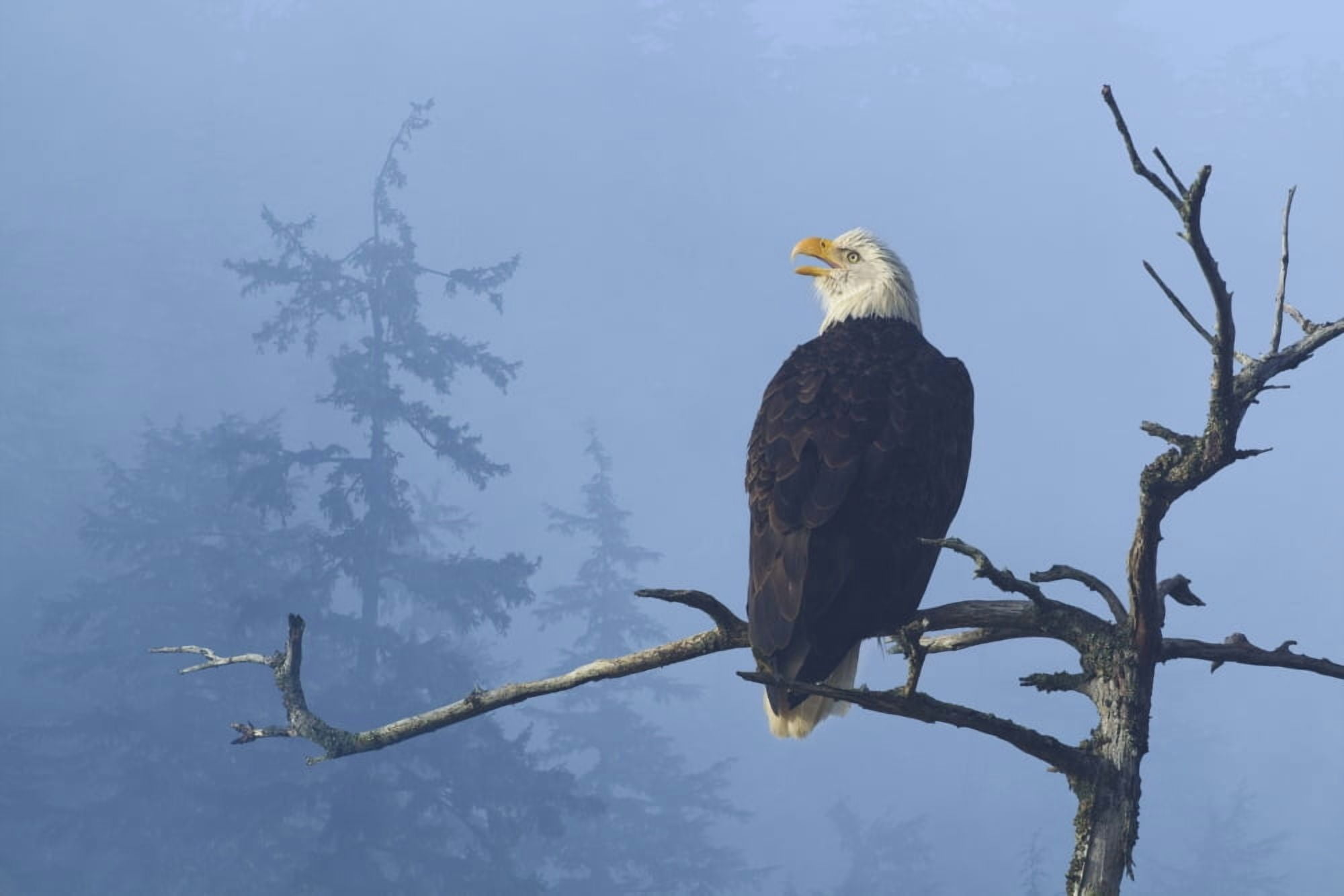 Bald Eagle Perched In The Top Of An Old Spruce Tree On A Misty Morning In The Tongass National Forest Southeast Alaska Winter Composite Canvas Art - John Hyde Design Pics (17 x 11)