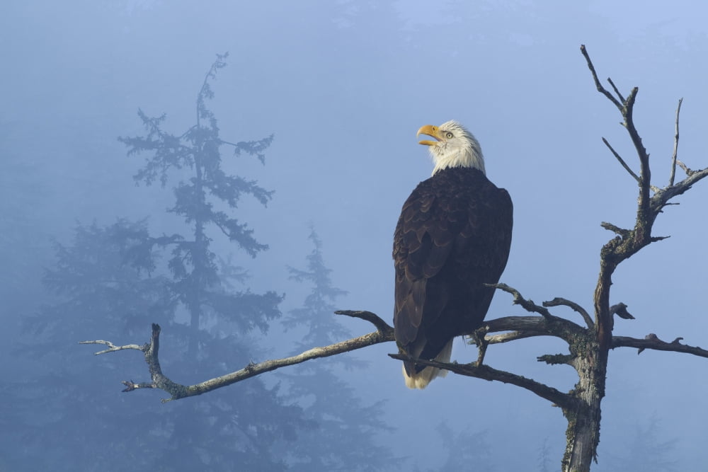 Bald Eagle Perched In The Top Of An Old Spruce Tree On A Misty Morning In The Tongass National Forest Southeast Alaska Winter Composite Canvas Art - John Hyde Design Pics (34 x 22)