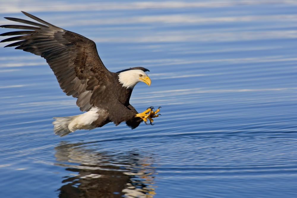Bald Eagle Prepares To Grab Fish Inside Passage Se Ak Summer Canvas Art - John Hyde Design Pics (38 x 24)