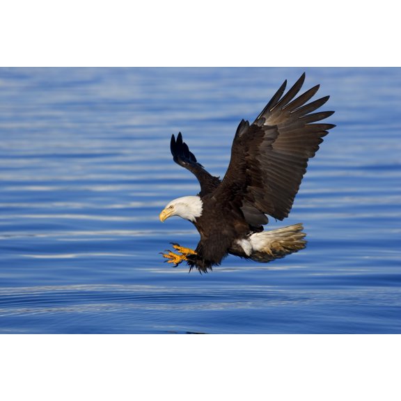 Bald Eagle Preparing To Grab Fish Out Of Water Inside Passage Alaska Southeast Spring Canvas Art - John Hyde Design Pics (17 x 11)