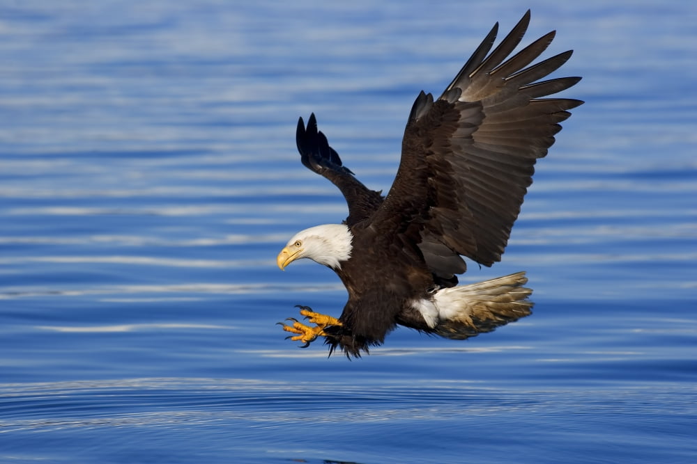 Bald Eagle Preparing To Grab Fish Out Of Water Inside Passage Alaska Southeast Spring Canvas Art - John Hyde Design Pics (34 x 22)