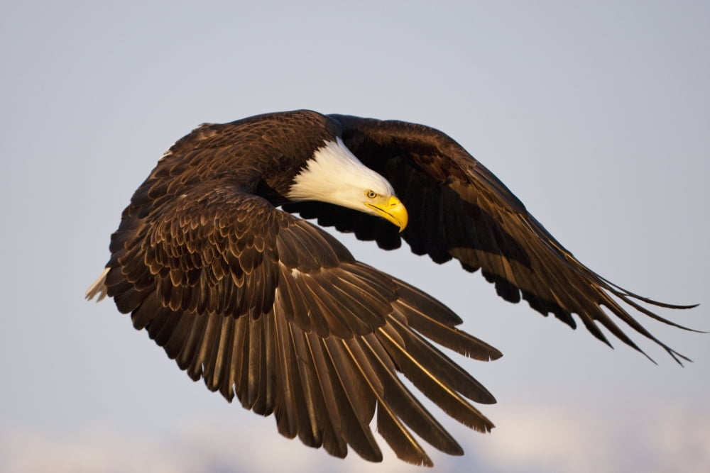 Bald Eagle Preparing To Land At Homer Spit Kenai Peninsula Alaska Canvas Art - Kent Fredriksson Design Pics (38 x 24)