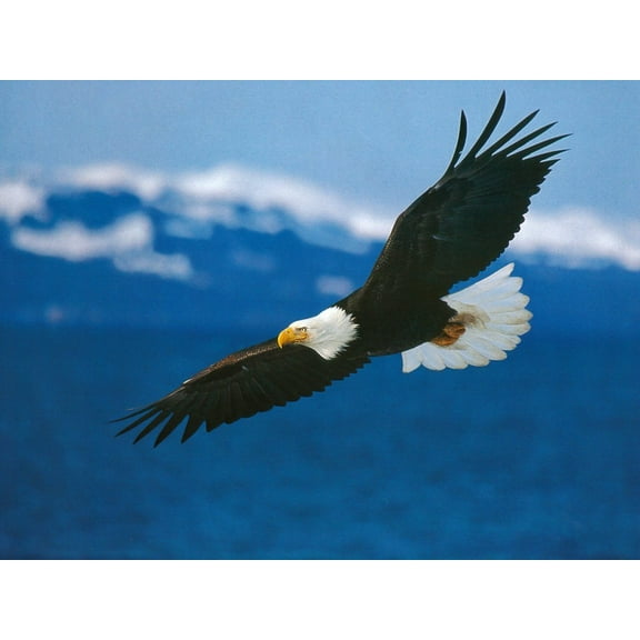 Bald Eagle Soaring Edible Icing Image