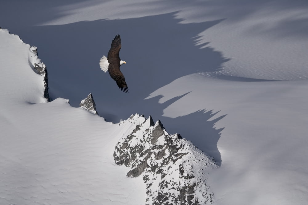 Bald Eagle Soaring Above The Mountain Peaks Of The Juneau Ice Field Spring In Southeast Alaska Composite Canvas Art - John Hyde Design Pics (34 x 22)