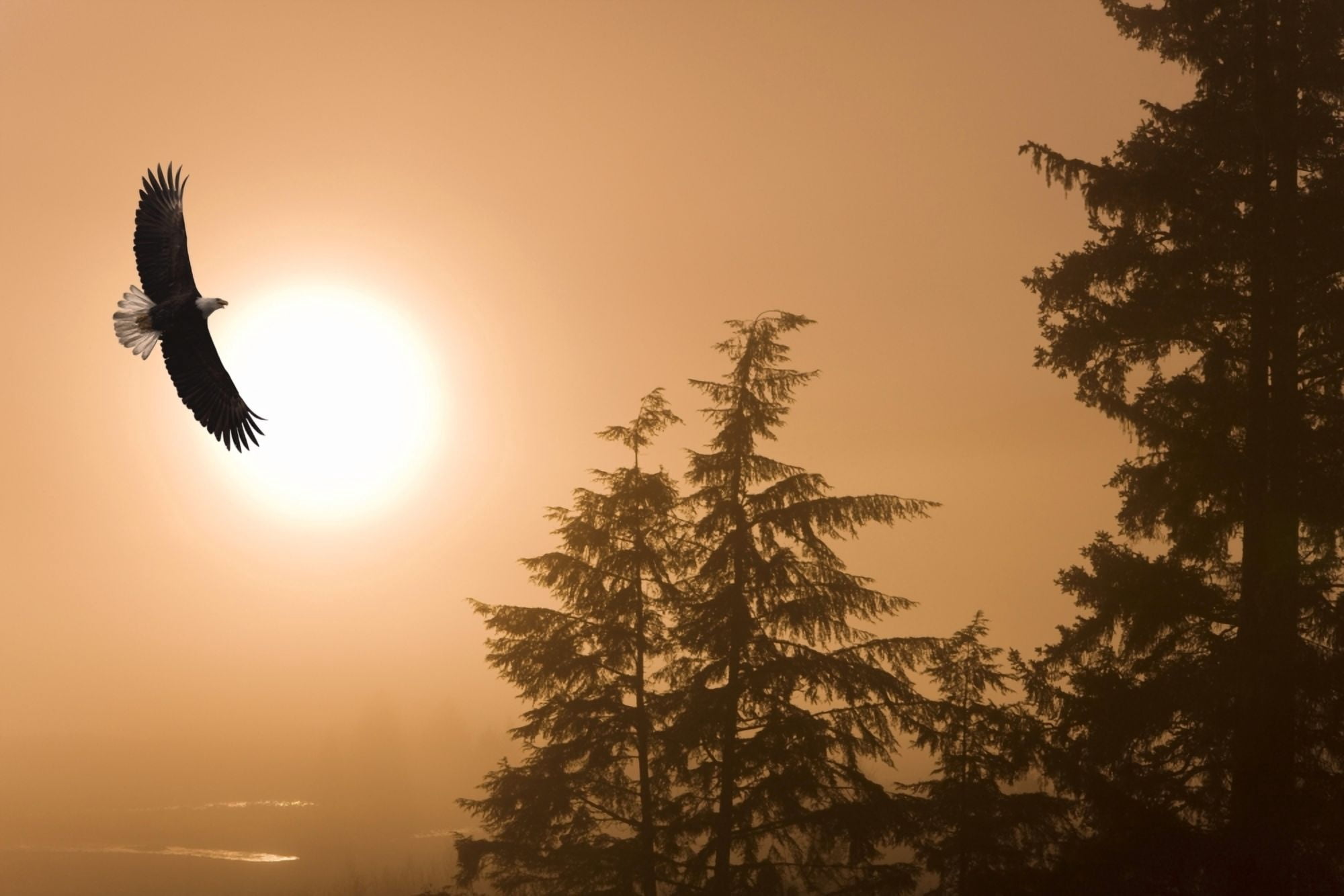 Bald Eagle Soars Above Tongass National Forest As Sun Rises On A Misty Morning Alaska Composite Canvas Art - John Hyde Design Pics (17 x 11)