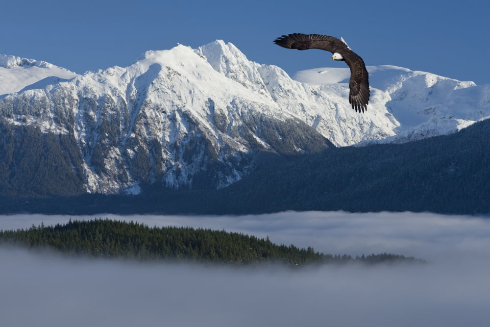 Bald Eagle Soars Above The Inside Passage And Tongass National Forest With The Coast Mountains In The Background Southeast Alaska Winter Composite Canvas Art - John Hyde Design Pics (17 x 11)