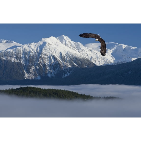 Bald Eagle Soars Above The Inside Passage And Tongass National Forest With The Coast Mountains In The Background Southeast Alaska Winter Composite Canvas Art - John Hyde Design Pics (34 x 22)