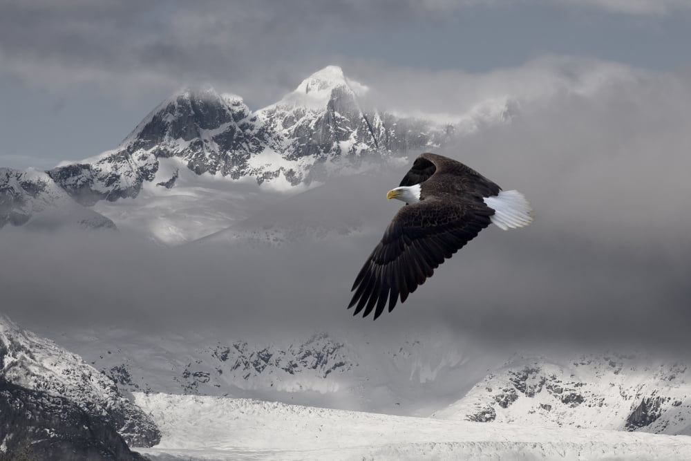 Bald Eagle Soars Above The Snow And Ice Of Mendenhall Glacier In The Background Southeast Alaska Winter Composite Canvas Art - John Hyde Design Pics (34 x 22)
