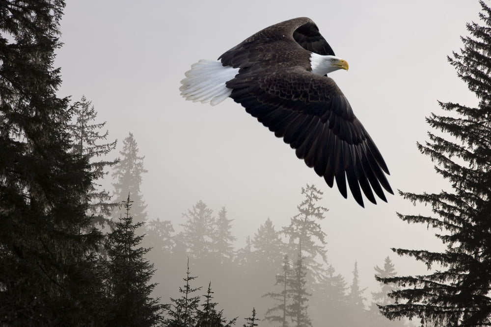 Bald Eagle Soars Through Mist In The Tongass National Forest Southeast Alaska Winter Composite Canvas Art - John Hyde Design Pics (34 x 22)