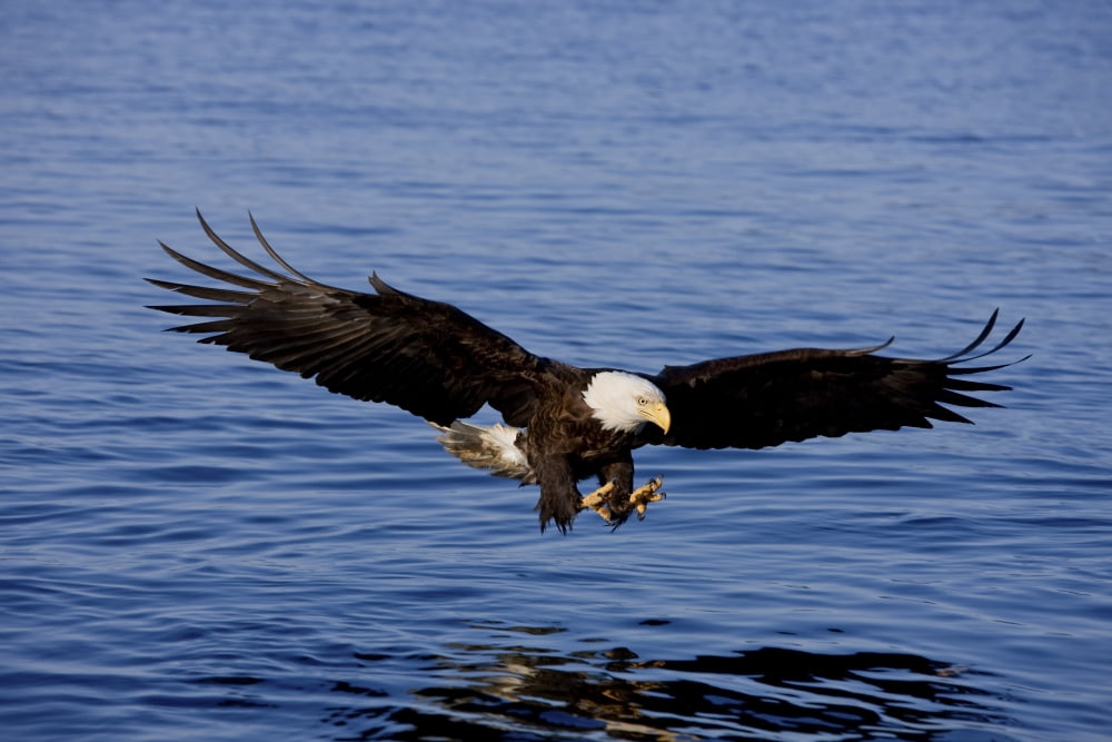 A Bald Eagle Swoops In With Talons Extended Just Before Catching A Fish From The Ocean In Southeast Alaska Canvas Art - John Hyde Design Pics (36 x 24)