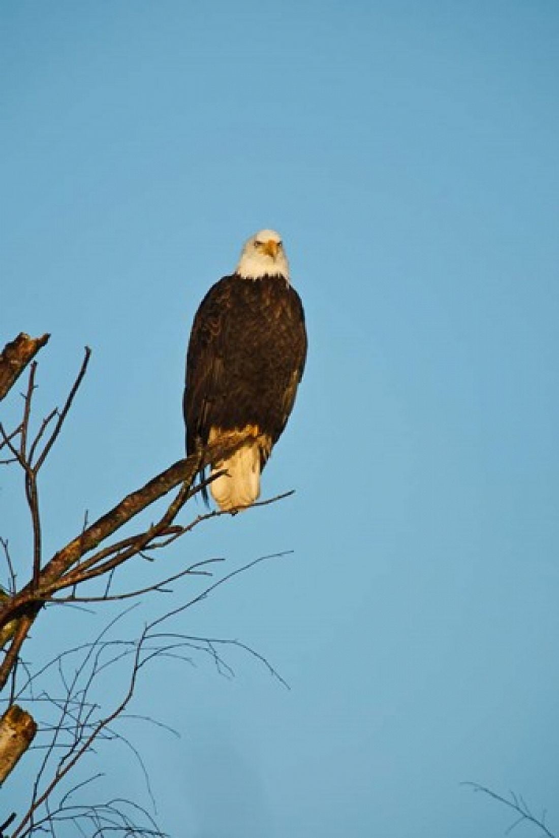 Bald Eagle Vancouver British Columbia Canada Canvas Art - Rick A Brown DanitaDelimont (18 x 26)