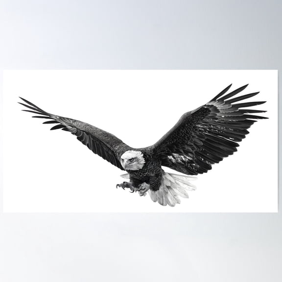 Bald Eagle in Flight USA Wall Art Print