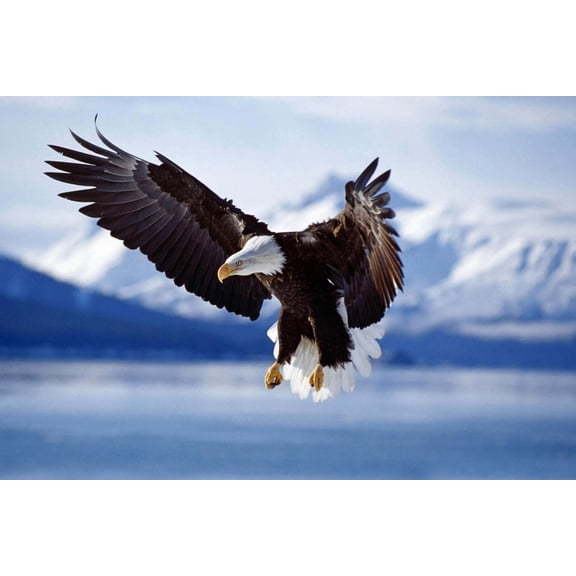 Bald Eagle in Flight Wall Art Poster, 12x18 Inch Canvas