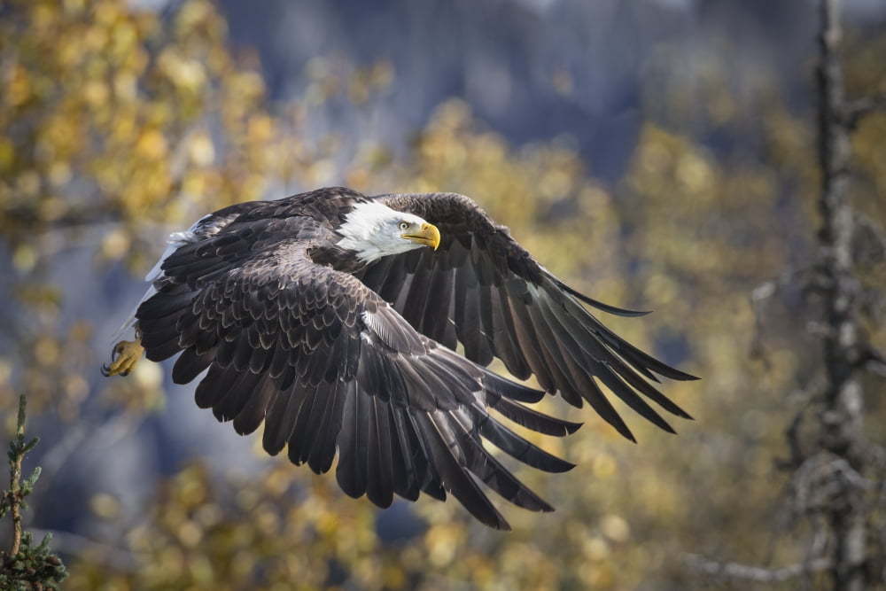 Bald Eagle in flight Alaska Autumn Canvas Art - Rob Daugherty Design Pics (19 x 12)