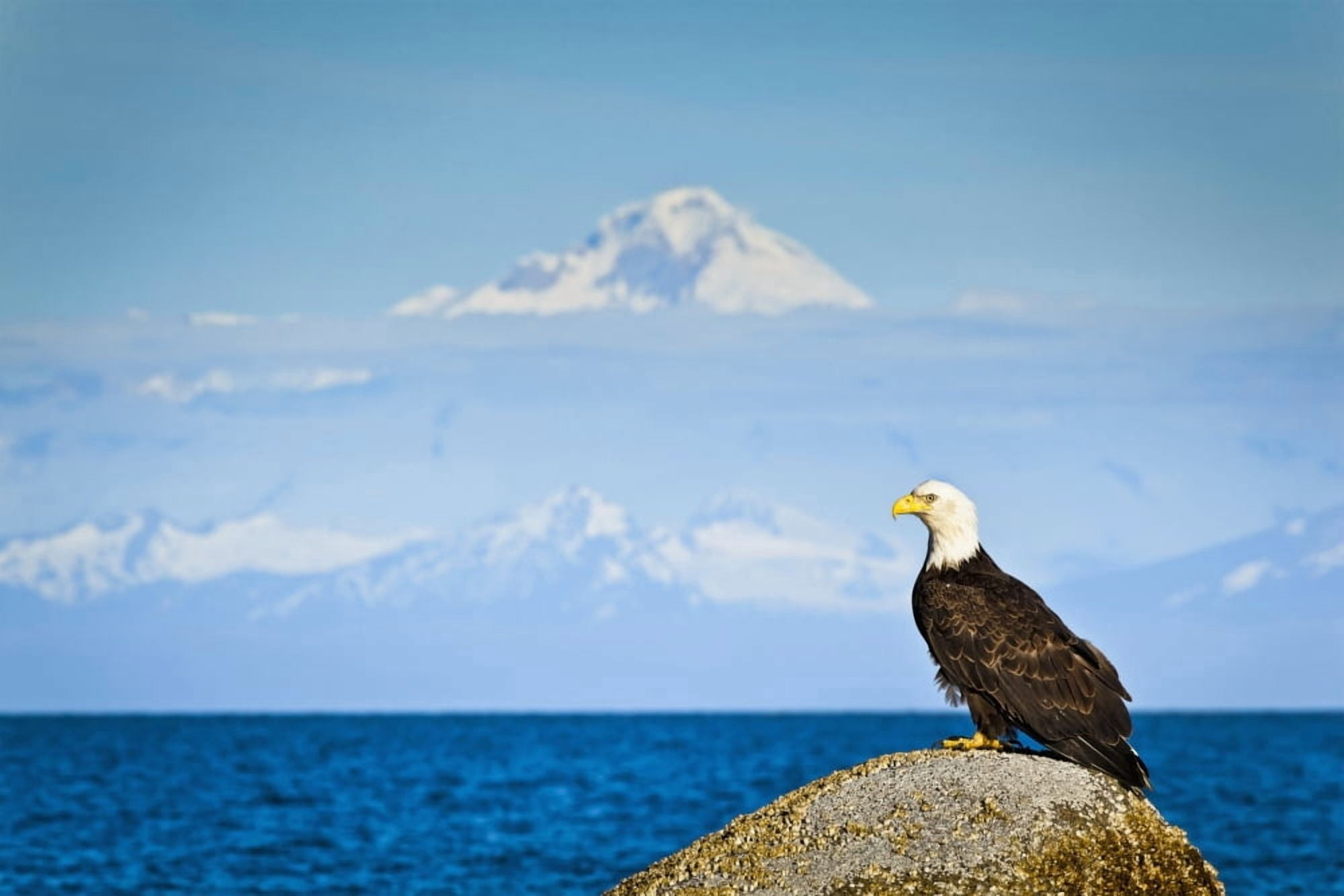 Bald Eagle perched on a rock overlooking Cook Inlet with Mt Redoubt in the background Ninilchik Kenai Peninsula Southcentral Alaska Summer Canvas Art - Sunny Awazuhara- Reed Design Pics (38 x 24)