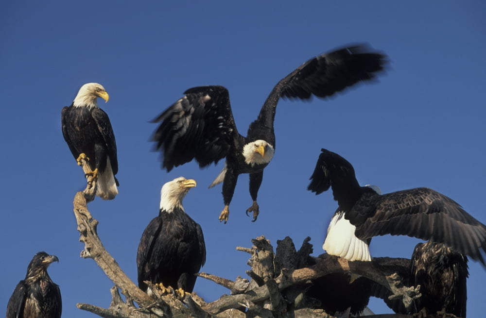 Bald Eagles Congregate On The Homer Spit Alaska Winter Kenai Peninsula Southcentral Alaska Canvas Art - Ron Sanford Design Pics (17 x 11)