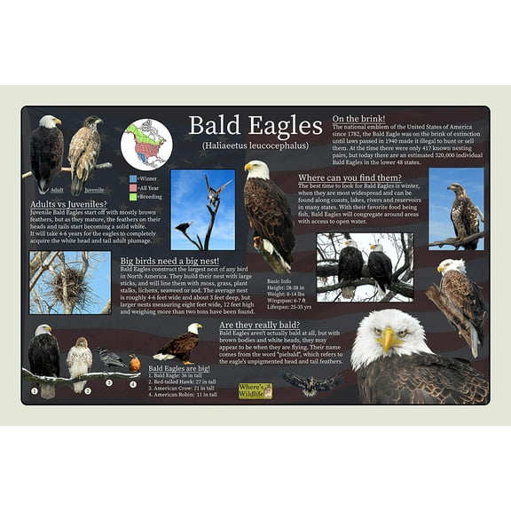 Bald Eagles Educational Nature Poster | Fun Facts & Pictures | Wildlife & Bird Chart for Kids (20" x 30")
