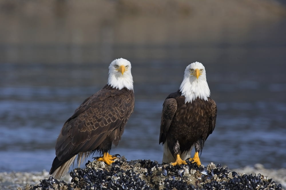 Bald Eagles Perched On Barnacle Covered Rock Inside Passage Southeast Alaska Summer Canvas Art - John Hyde Design Pics (19 x 12)