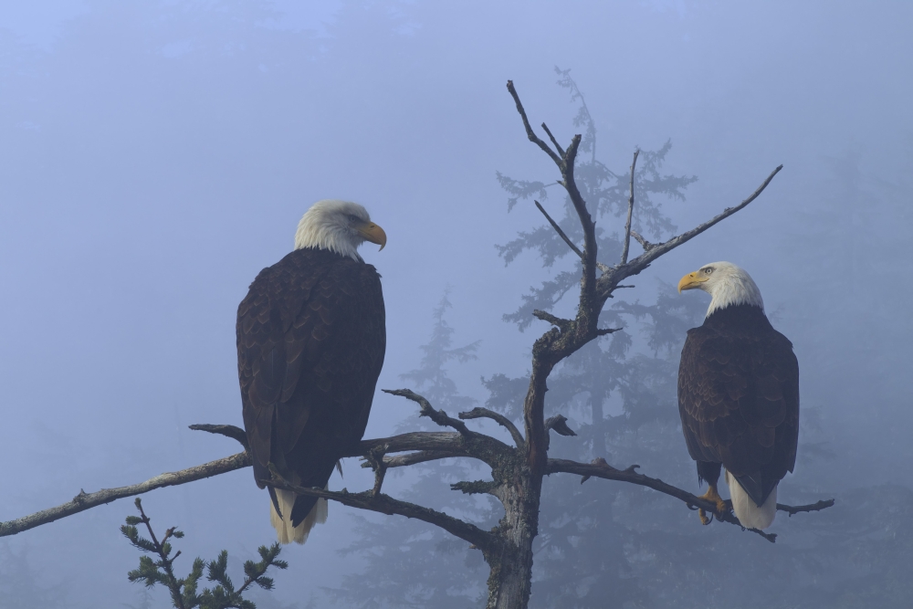 Bald Eagles Perched In The Top Of An Old Spruce Tree On A Misty Morning In The Tongass National Forest Southeast Alaska Winter Composite Canvas Art - John Hyde Design Pics (17 x 11)