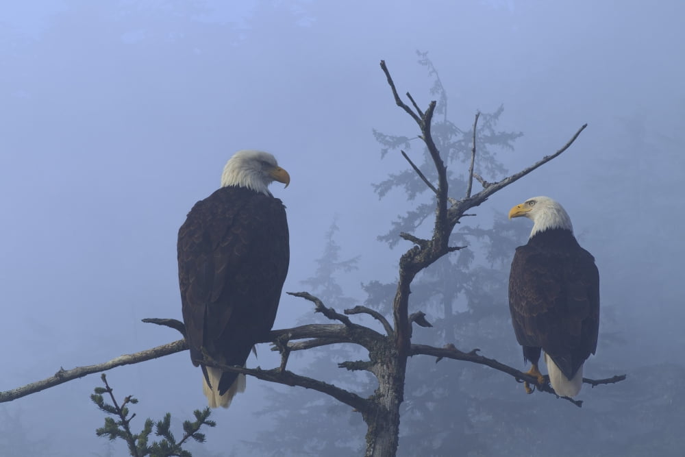 Bald Eagles Perched In The Top Of An Old Spruce Tree On A Misty Morning In The Tongass National Forest Southeast Alaska Winter Composite Canvas Art - John Hyde Design Pics (34 x 22)