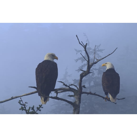 Bald Eagles Perched In The Top Of An Old Spruce Tree On A Misty Morning In The Tongass National Forest Southeast Alaska Winter Composite Canvas Art - John Hyde Design Pics (34 x 22)