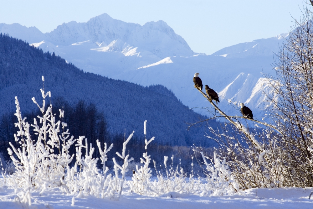 Bald Eagles Perched In Tree WTakhinsha Mountains Chilkat Bald Eagle Preserve Southeast Haines Ak Winter Canvas Art - Don Pitcher Design Pics (34 x 22)